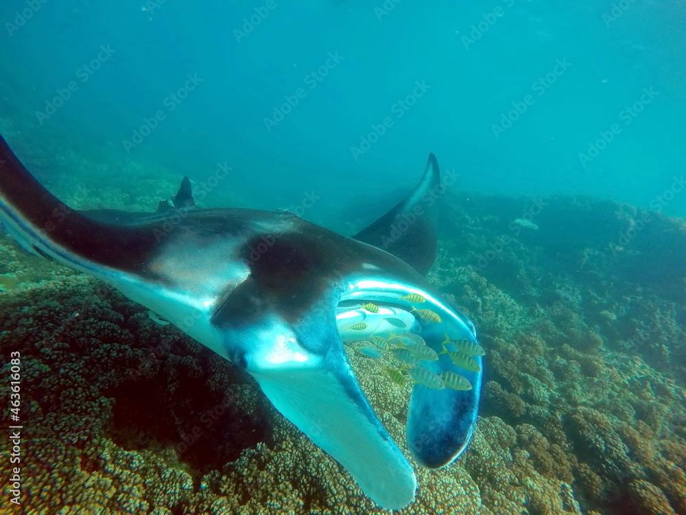 Fototapeta premium Manta ray swimming above the reef in Fiji