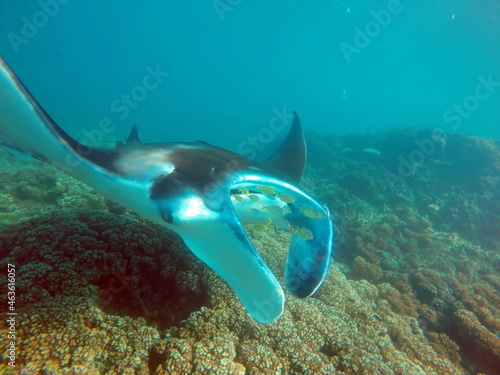 Manta ray swimming above the reef in Fiji