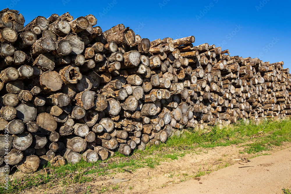 stack of logs during logging