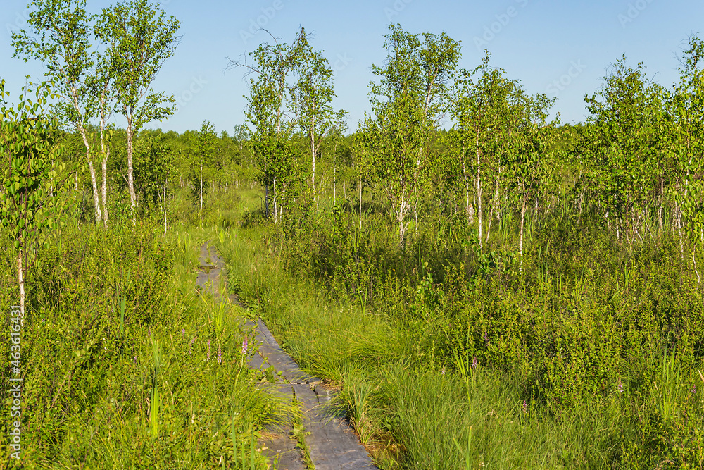 Obraz premium landscape, swamp 