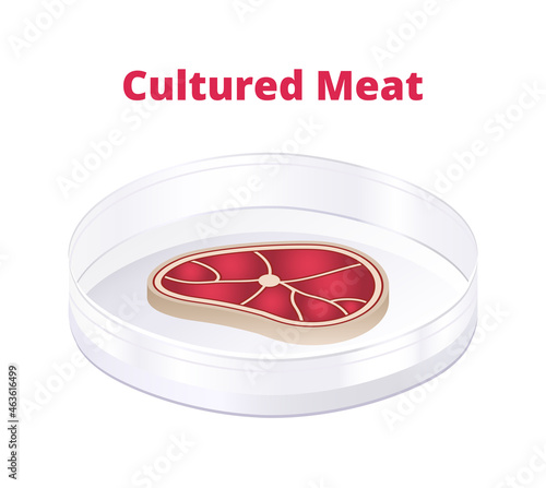 Vector illustration of cultured meat, lab-grown meat, cell-based meat, slaughter-free meat in petri dish isolated on white background. Sustainable future meat produced by in vitro animal cell cultures