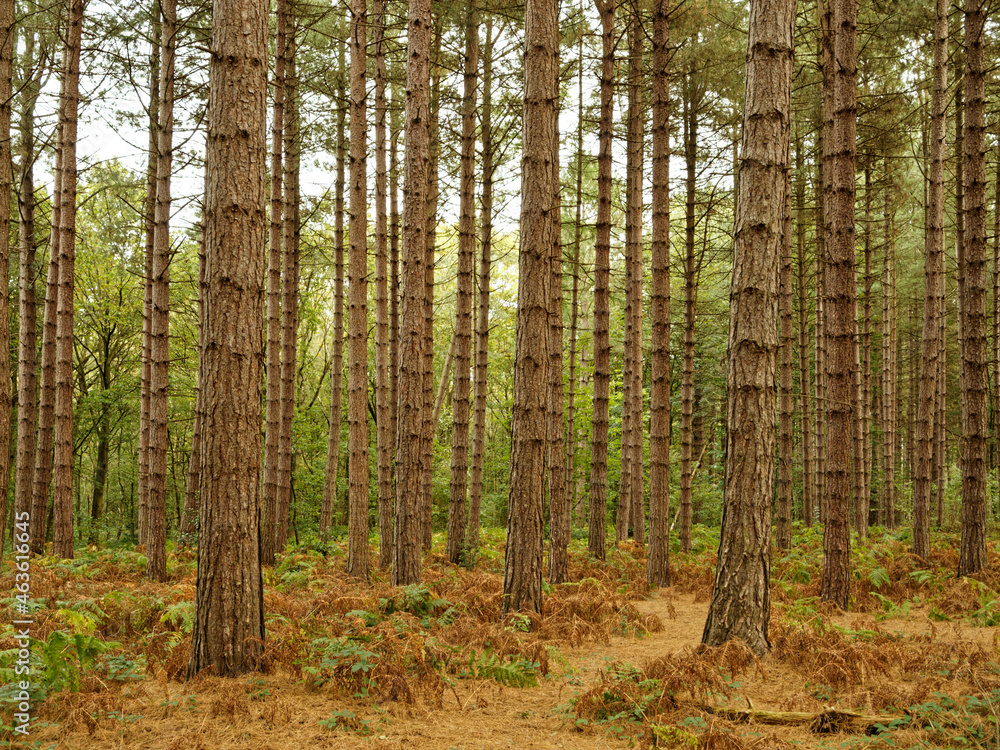 Pine trees in a forest with a path at Newmiller Dam in Wakefield, West Yorkshire.