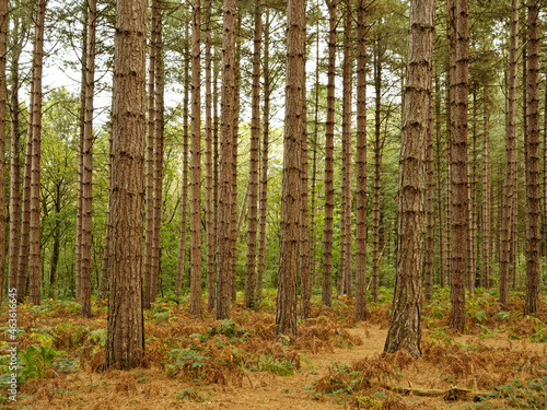 Pine trees in a forest with a path at Newmiller Dam in Wakefield, West Yorkshire.