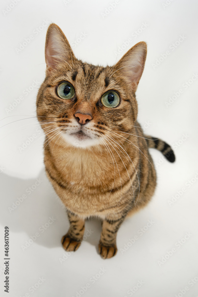 Portrait of a cute shorthair cat on a white background. Sweet funny kitten. 