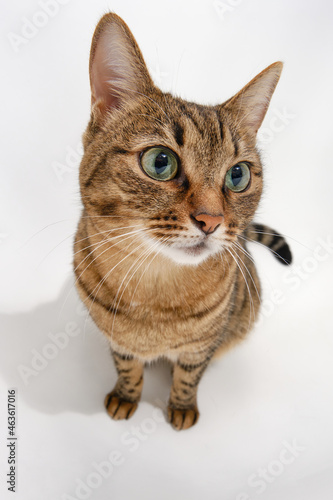 Portrait of a cute shorthair cat on a white background. Sweet funny kitten. 