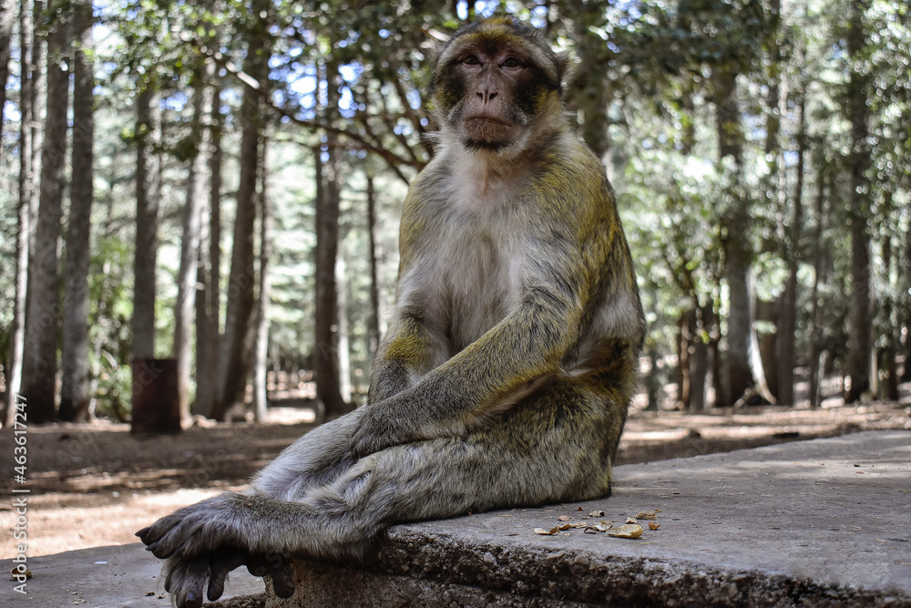 Fototapeta premium The sitting monkey