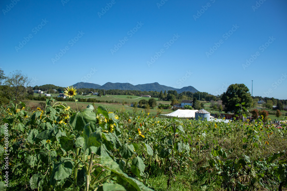 Sunflower Field with mountain rang and sky 