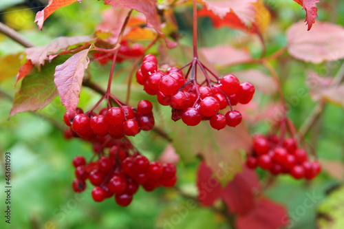 Viburnum