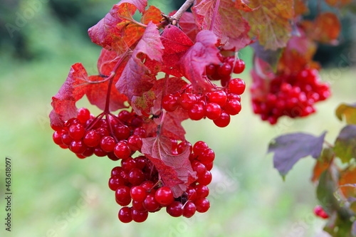 Viburnum