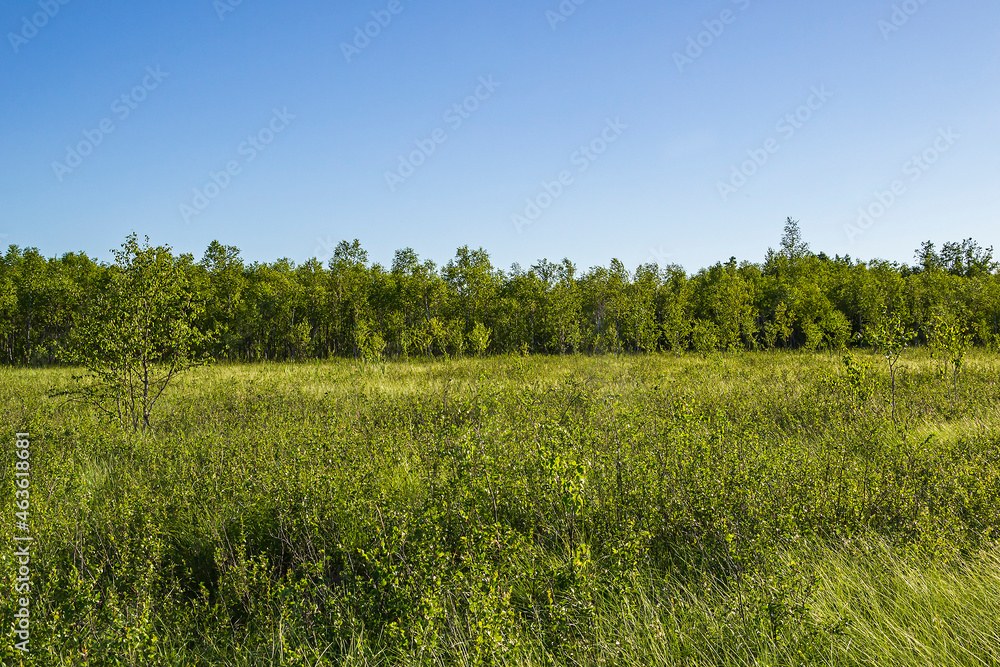 landscape, swamp landscape, swamp