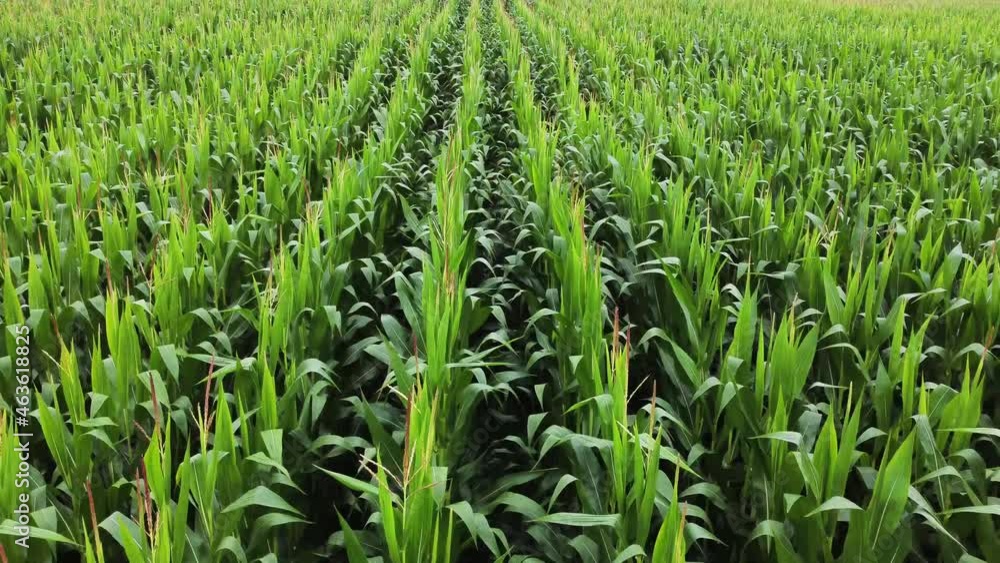 Rows of fresh plants on field in countryside Rows of fresh plants on field in countryside