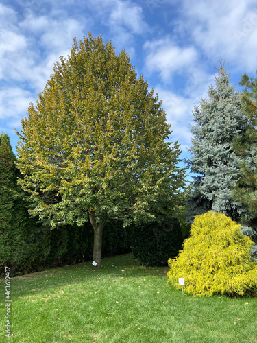 autumn park clear blue sky