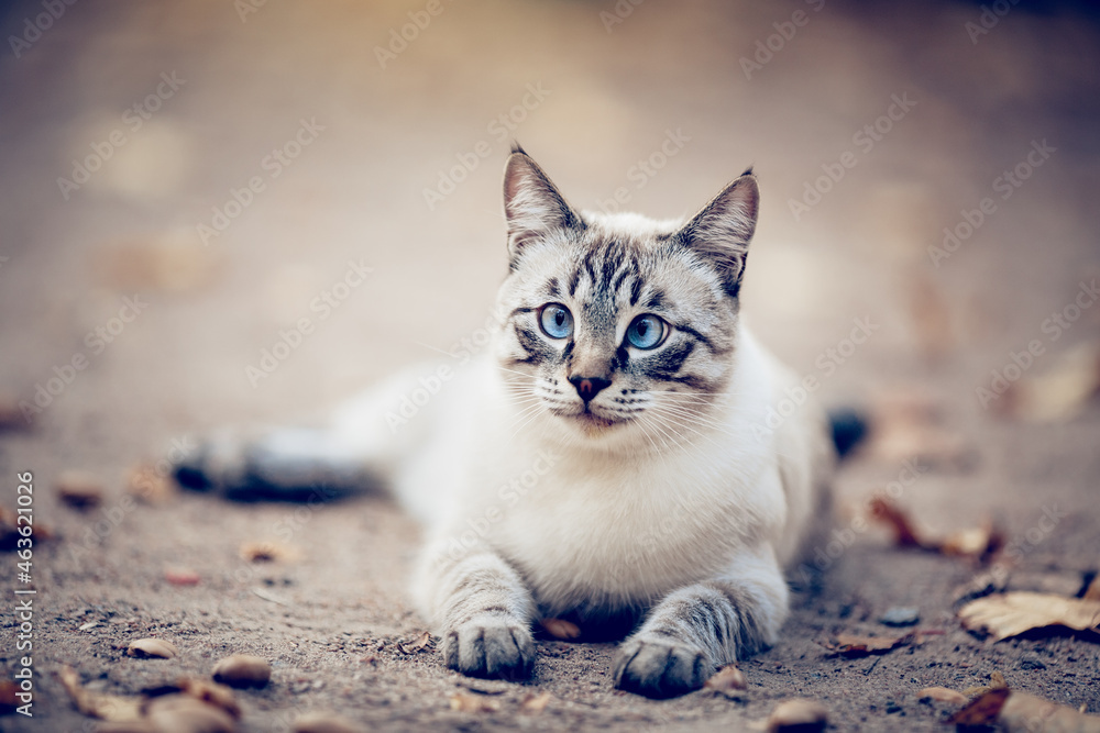 Portrait of a Thai cat in nature.  A Thai cat walks in autumn leaves. Cat and autumn.