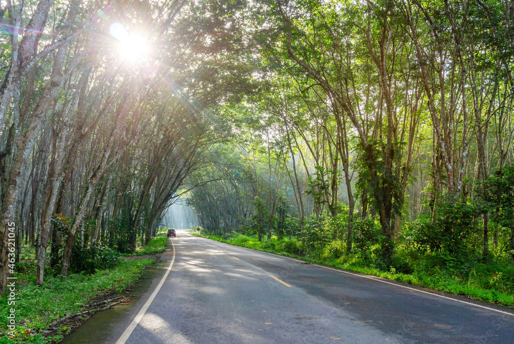 Road in para rubber tree, latex rubber plantation and tree rubber garden