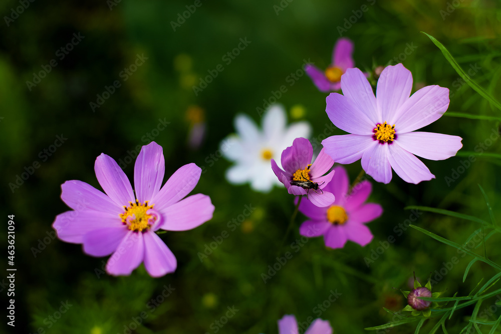 purple and white purple and white