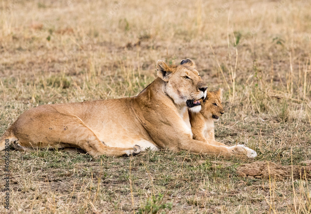 A female lion and her cub. Taken in Kenya A female lion and her cub. Taken in Kenya