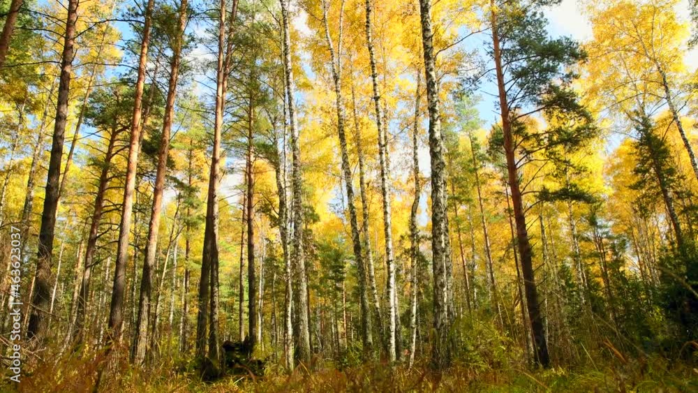 Autumn forest in the bright sun. Bright yellow birch leaves in a mixed forest with pine trees Autumn forest in the bright sun. Bright yellow birch leaves in a mixed forest with pine trees