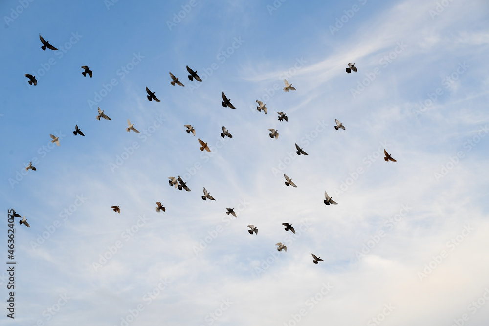 A group of birds flying in the sky A group of birds flying in the sky