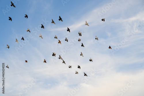 Canvas Print A group of birds flying in the sky