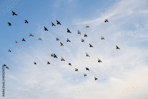 A group of birds flying in the sky