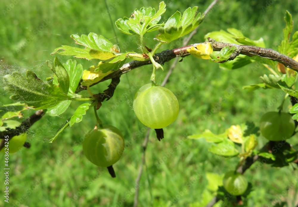 Gooseberries on a bush in the garden on natural green background