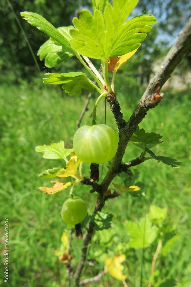 Green gooseberry on a branch in the garden