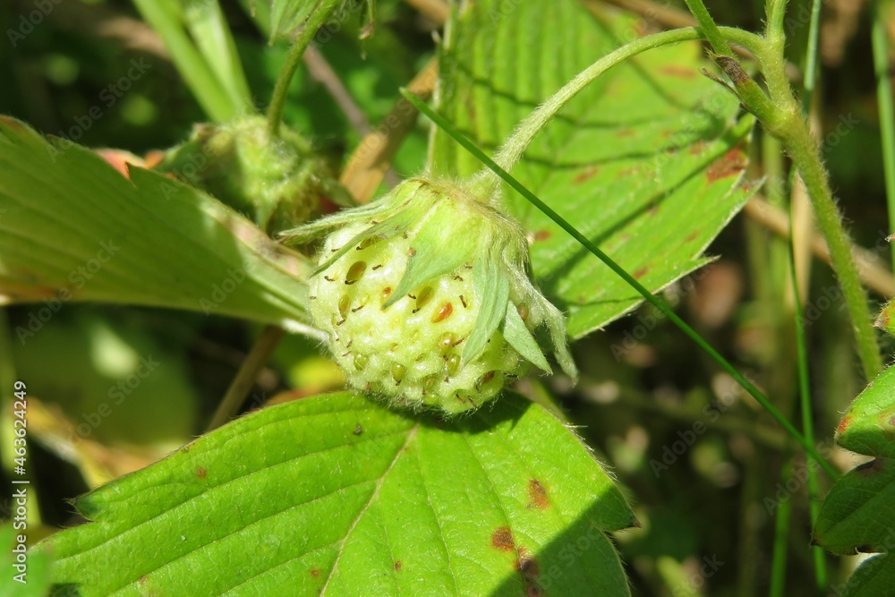 Wild strawberry growing in the meadow, closeup