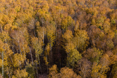 Golden autumn  Treetops from a bird s eye view at sunset  the drone rises above the trees  golden tree crowns  a path in the forest