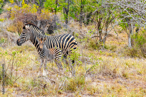 Mother and baby zebra Kruger National Park safari South Africa.