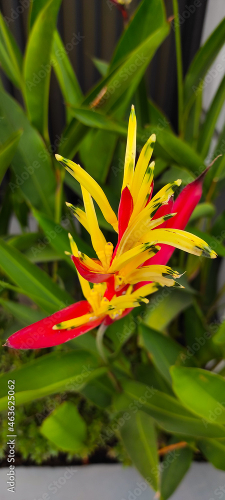 Photo of ornamental flowers that do not have petals and are red and yellow in the Cikancung area, Indonesia Photo of ornamental flowers that do not have petals and are red and yellow in the Cikancung area, Indonesia