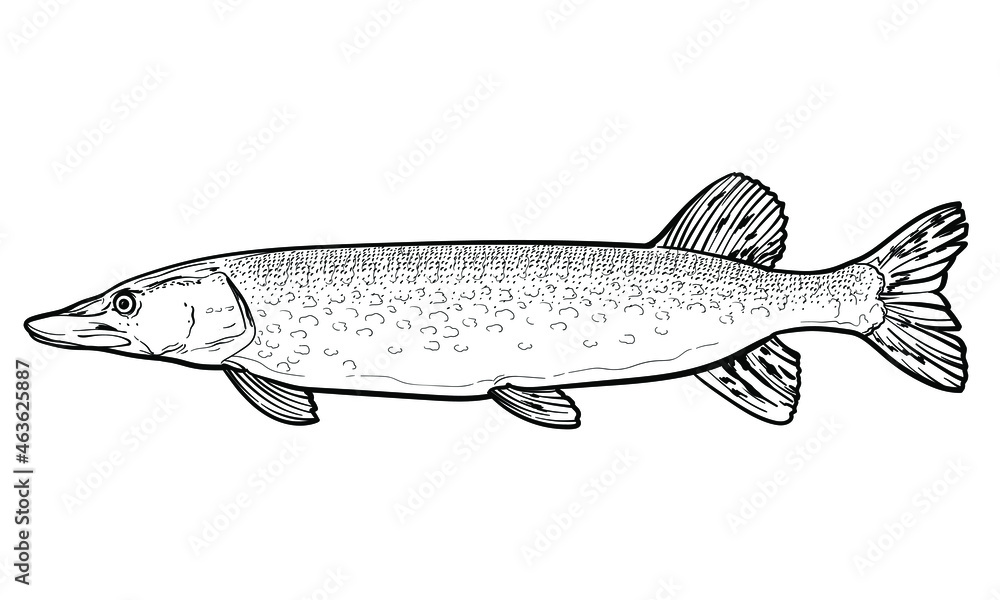 Obraz premium Hand-drawn Pike. Black and white. Vector sketch of a fish isolated on a white background.