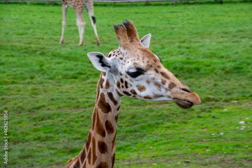 A closeup of a Rothschild s giraffe.