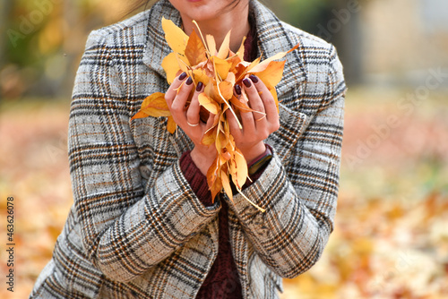 Autumn vibe  girl s arms holding fallen autumn leaves  bouquet  girl in warm jaket. Red manicure on fingers