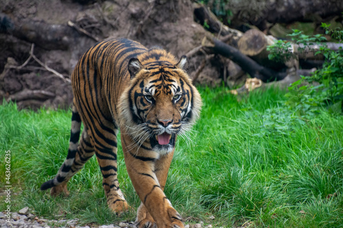 A Sumatran Tiger walking through grassland.