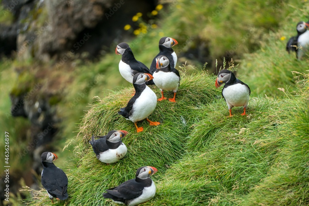 Papageientaucher Papageitaucher Island Papageientaucher Papageitaucher Island