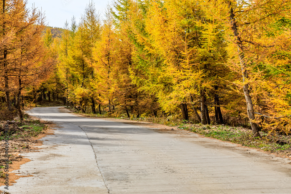 Fototapeta premium Empty road and yellow pine forest natural landscape in autumn.Road and woods background.