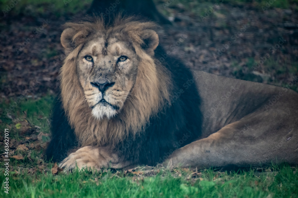 An Asiatic Lion resting on grass.