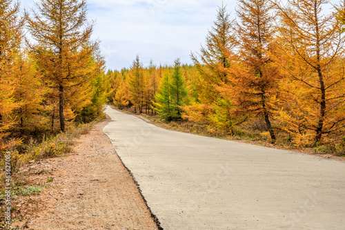 Empty road and yellow pine forest natural landscape in autumn.Road and woods background.