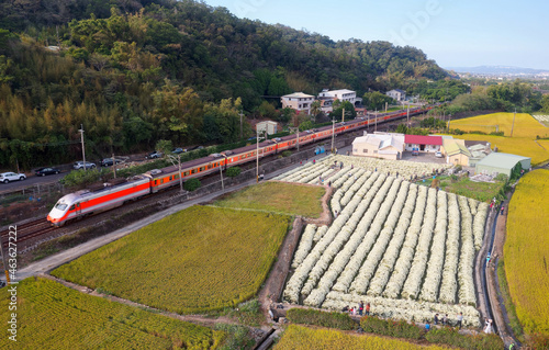 Aerial view of white Florist's Daisy fields among green rice paddies and a train dashing on the railway between the hill and the farmlands on a sunny summer day in Tongluo, Miaoli County, Taiwan, Asia