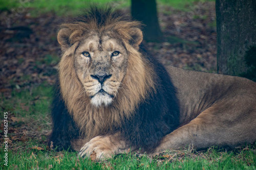 An Asiatic Lion resting on grass.