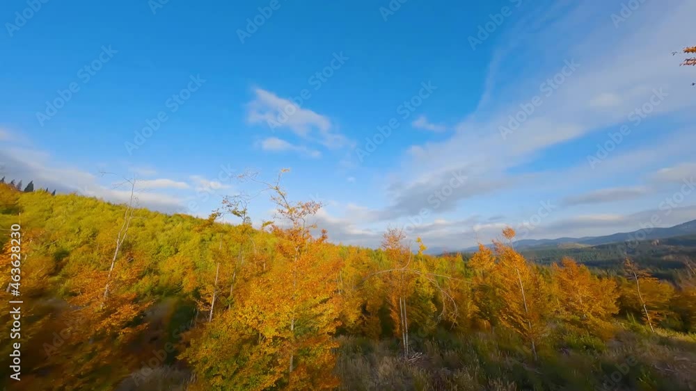 Aerial view of a bright autumn forest on the slopes of the mountains at sunrise. Colorful panorama of the Carpathian mountains in autumn. Aerial view of a bright autumn forest on the slopes of the mountains at sunrise. Colorful panorama of the Carpathian mountains in autumn.
