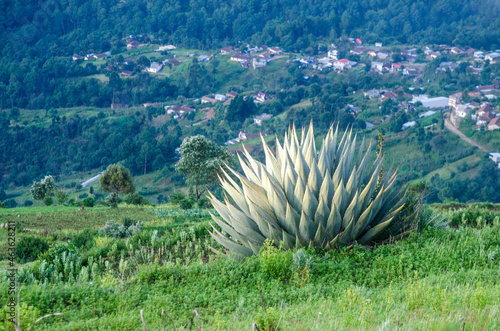 Planta puntiaguda en la sierra de los Cuchumatanes en Guatemala photo