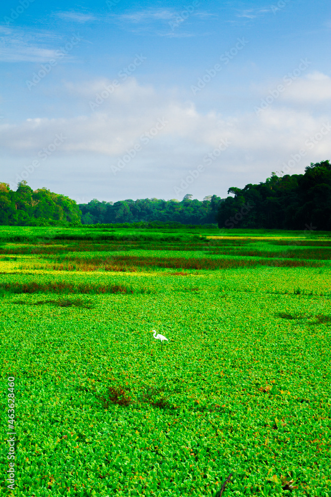 Fototapeta premium green field and blue sky