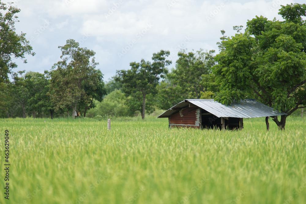 Obraz premium Rice fields in rural Thailand