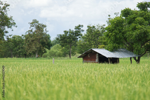 Rice fields in rural Thailand