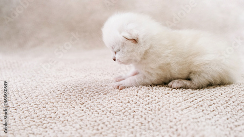 Newborn kitten. Scottish purebred cat.