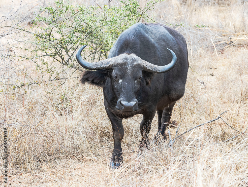 A lovely young buffalo bull in the Kruger National Park