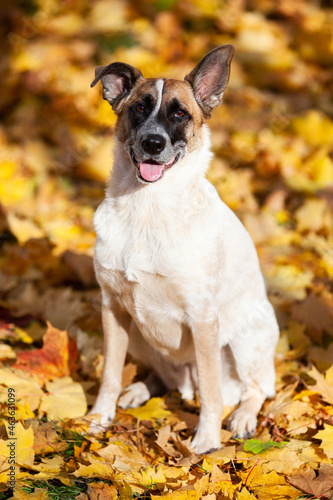 Light beige dog sits on yellow leaves