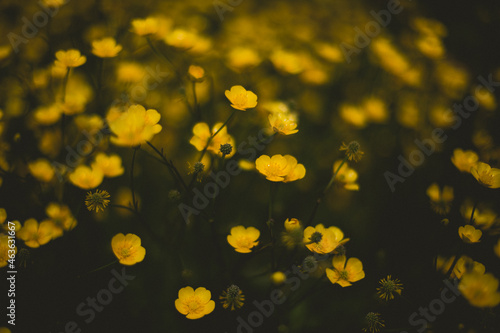 Yellow Flowers Bush