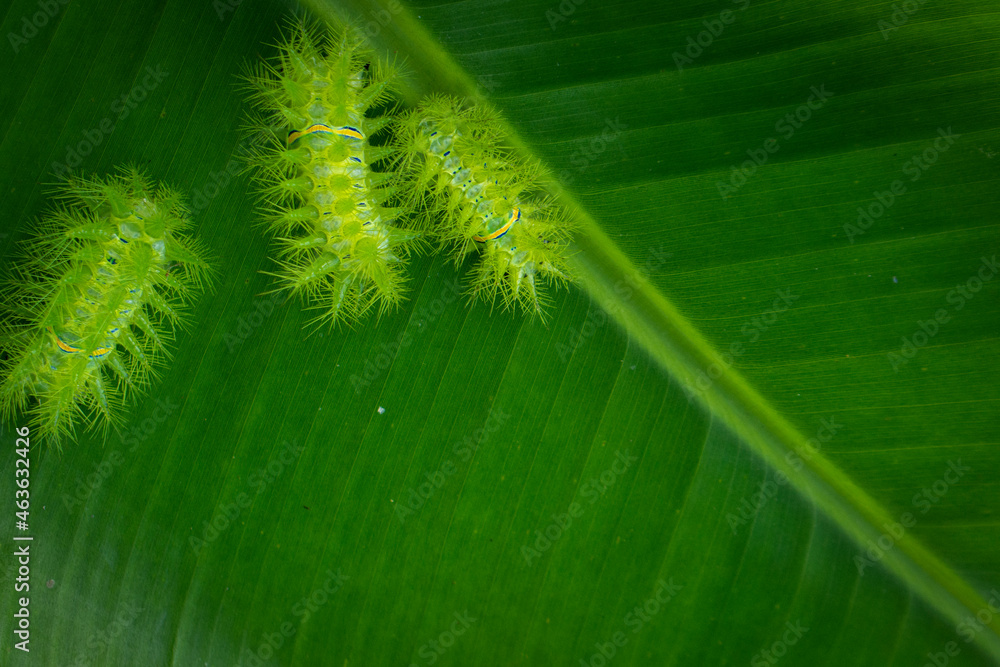 Fototapeta premium Green leaf background abstract of nature